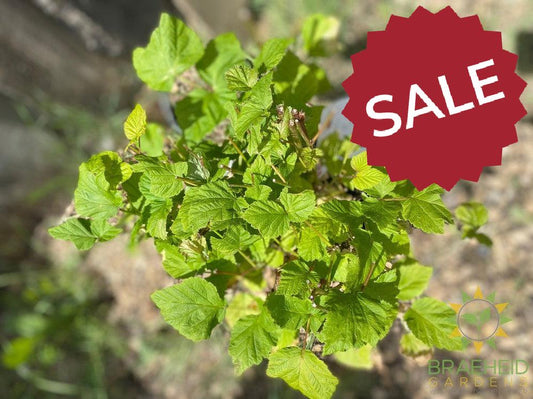 Buy Raspberry Nova an Edible Shrub in Grande Prairie Alberta - Braeheid Gardens Ltd.