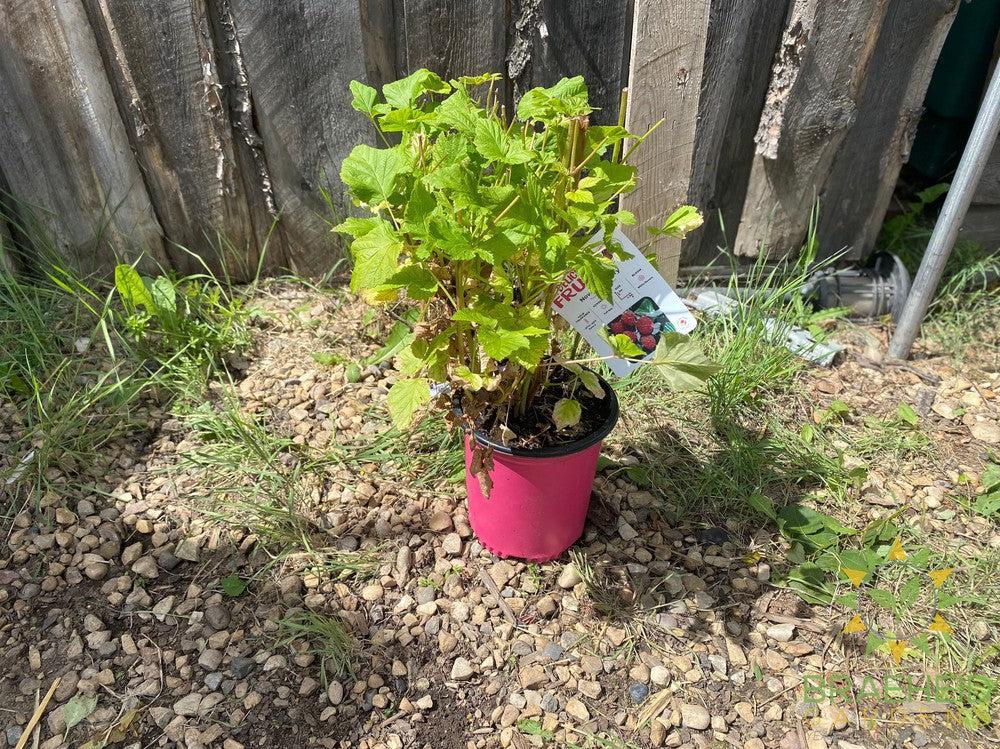 Buy Raspberry Nova an Edible Shrub in Grande Prairie Alberta - Braeheid Gardens Ltd.