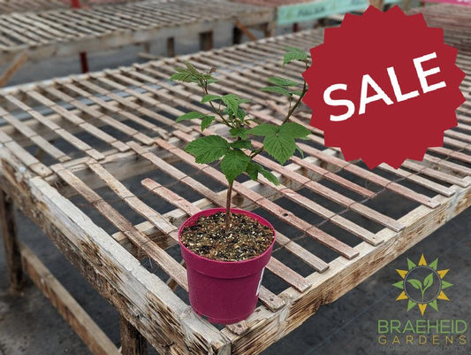 Buy Raspberry Red Mammoth an Edible Shrub in Grande Prairie Alberta - Braeheid Gardens Ltd.