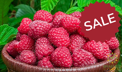 Buy Raspberry Red Mammoth an Edible Shrub in Grande Prairie Alberta - Braeheid Gardens Ltd.