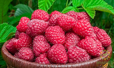 Buy Raspberry Red Mammoth an Edible Shrub in Grande Prairie Alberta - Braeheid Gardens Ltd.