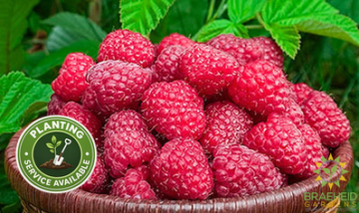 Buy Raspberry Red Mammoth an Edible Shrub in Grande Prairie Alberta - Braeheid Gardens Ltd.