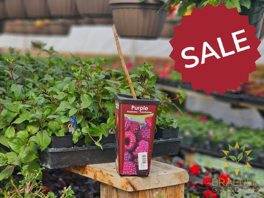 Buy Raspberry Summer Bearing-Purple an Edible Shrub in Grande Prairie Alberta - Braeheid Gardens Ltd.