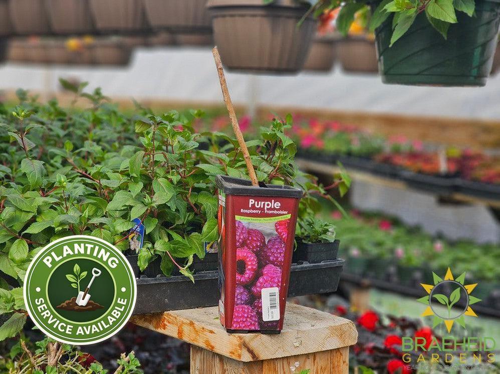 Buy Raspberry Summer Bearing-Purple an Edible Shrub in Grande Prairie Alberta - Braeheid Gardens Ltd.