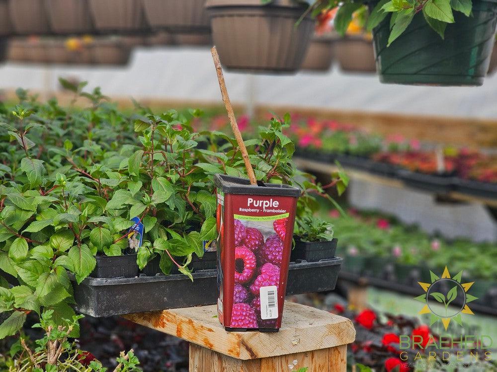 Buy Raspberry Summer Bearing-Purple an Edible Shrub in Grande Prairie Alberta - Braeheid Gardens Ltd.