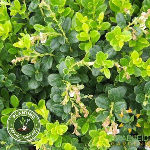Buy Red Candy Lingonberry an Edible Shrub in Grande Prairie Alberta - Braeheid Gardens Ltd.