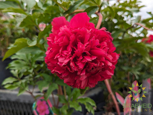 Red Charm Peony - NO SHIP -