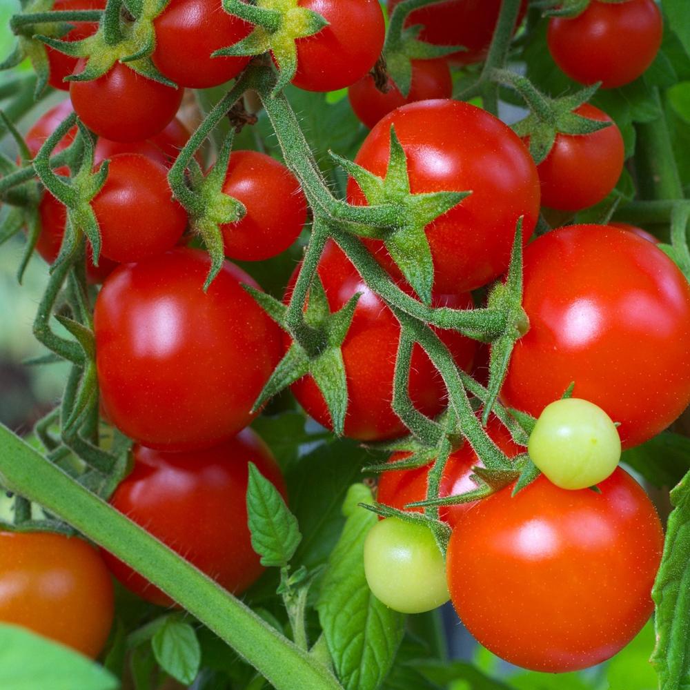 Red Cherry Tomato