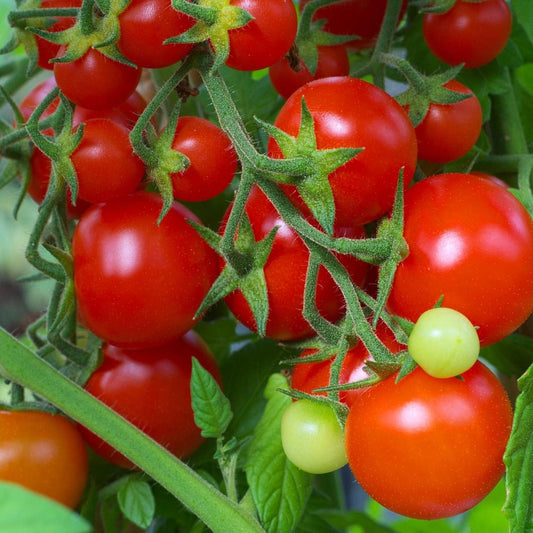 Red Cherry Tomato