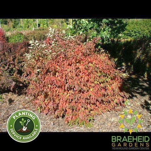 Red Gnome™ Dogwood