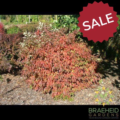 Red Gnome™ Dogwood