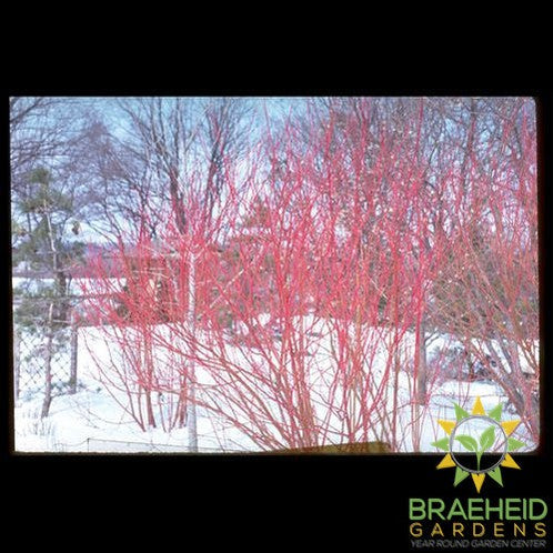 Red Osier Dogwood