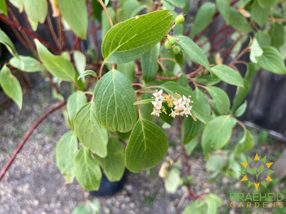 Red Osier Dogwood