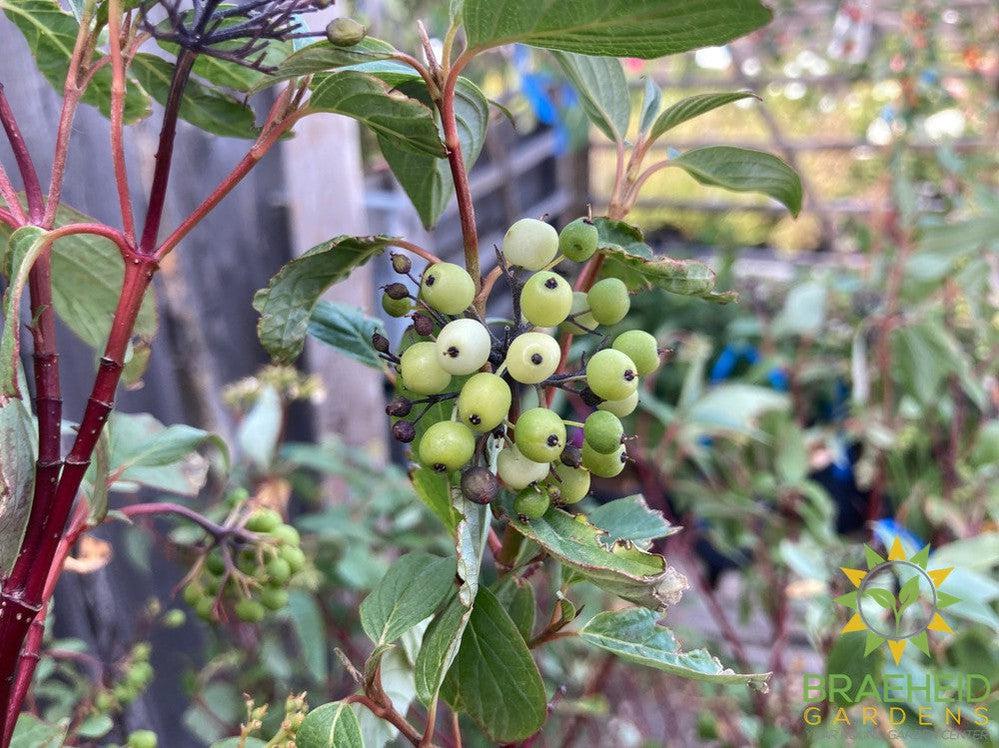 Red Osier Dogwood