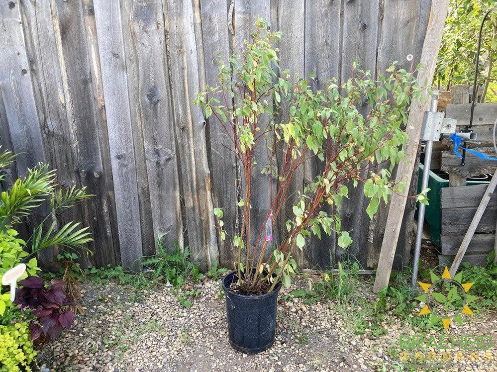 Red Osier Dogwood