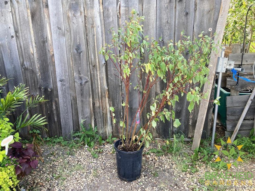 Red Osier Dogwood