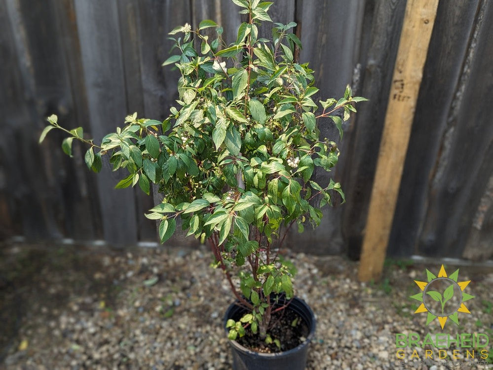 Red Osier Dogwood