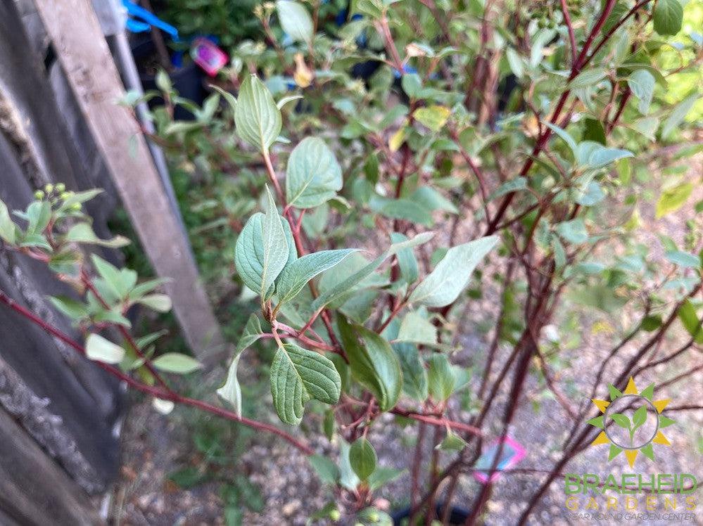 Red Osier Dogwood