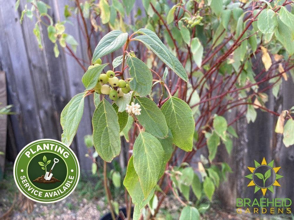 Red Osier Dogwood