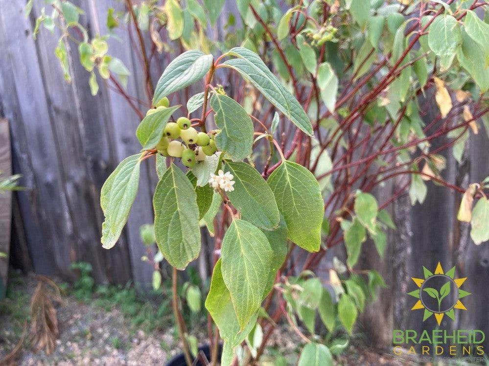 Red Osier Dogwood