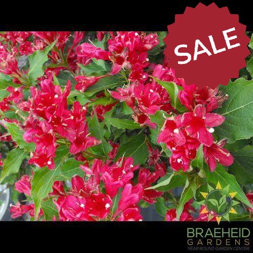 Red Prince Weigela