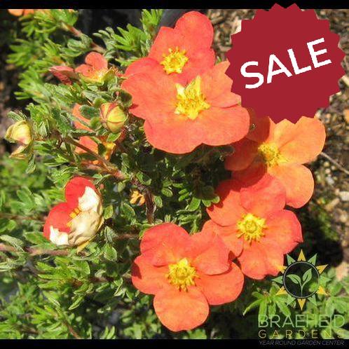 Red Robin Potentilla