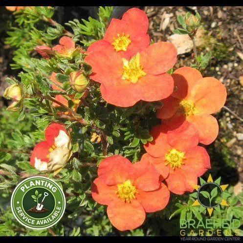Red Robin Potentilla