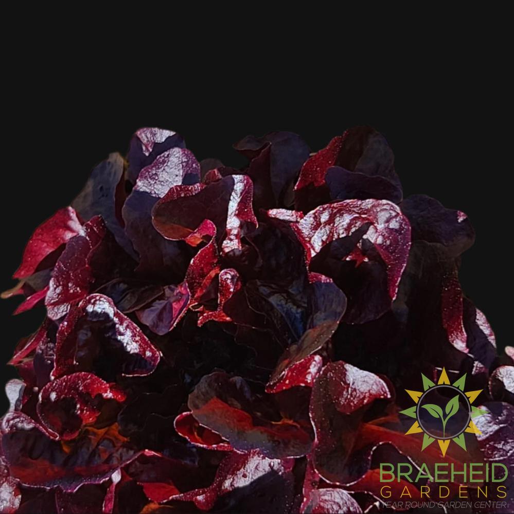 Red Romaine Lettuce