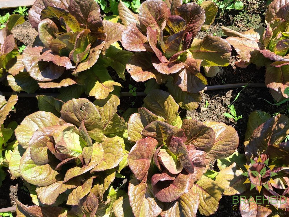 Red Romaine Lettuce