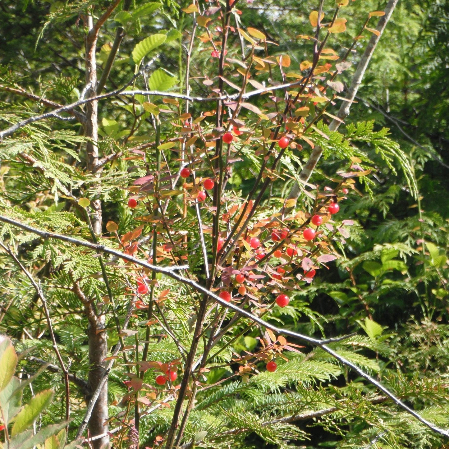 Red Huckleberry