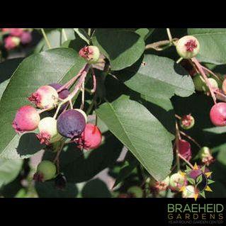 Buy Regent Saskatoon an Edible Shrub in Grande Prairie Alberta - Braeheid Gardens Ltd.