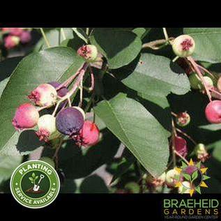Buy Regent Saskatoon an Edible Shrub in Grande Prairie Alberta - Braeheid Gardens Ltd.
