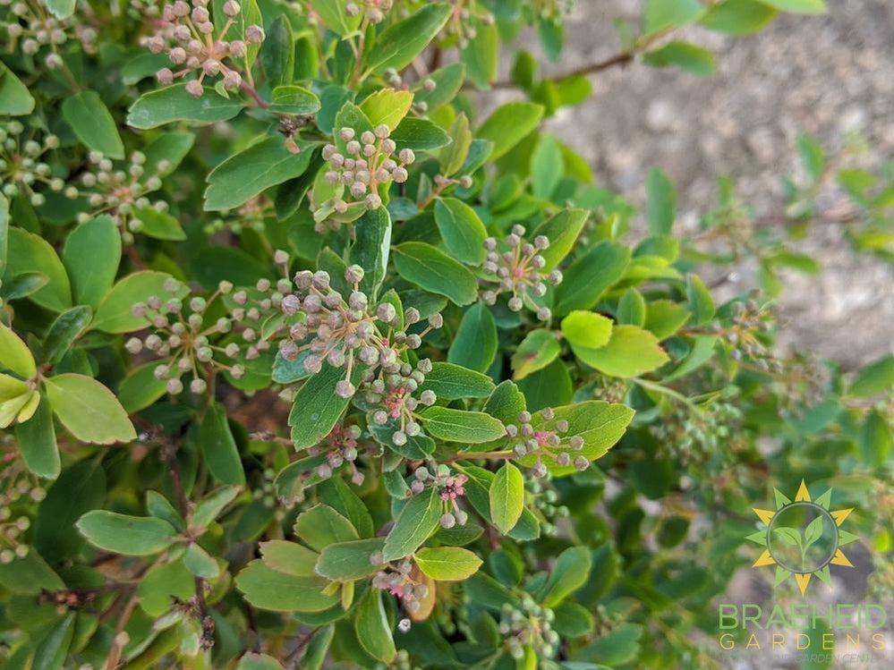 Renaissance Spirea