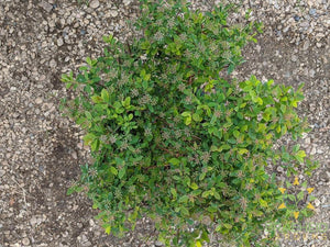 Renaissance Spirea
