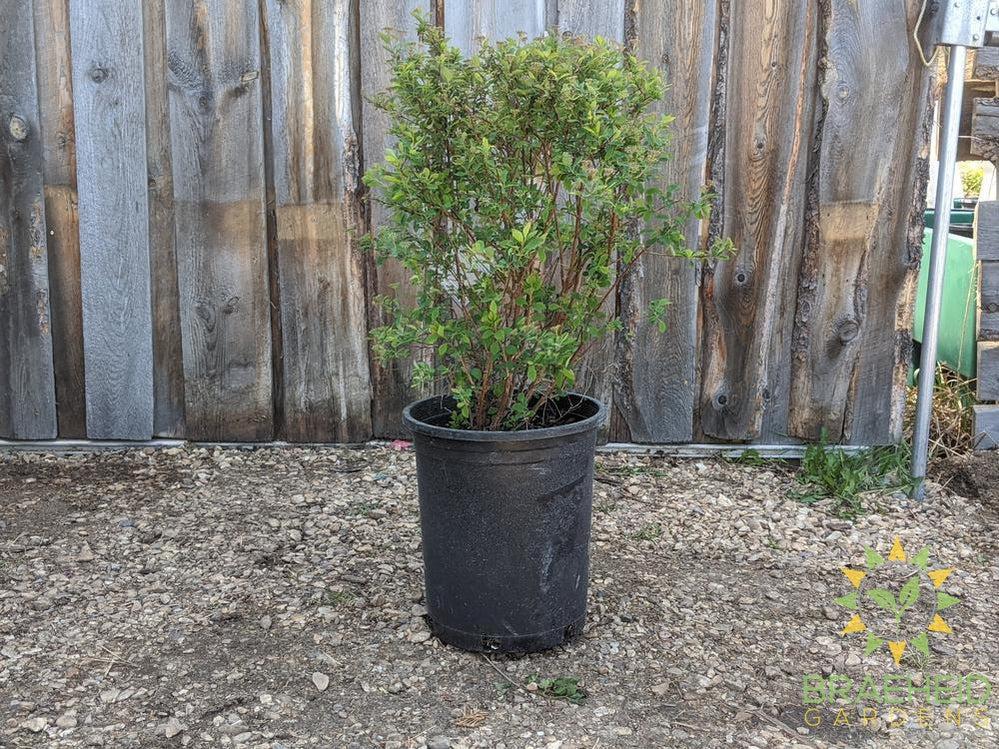 Renaissance Spirea