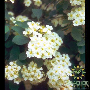 Renaissance Spirea