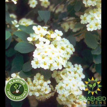 Renaissance Spirea