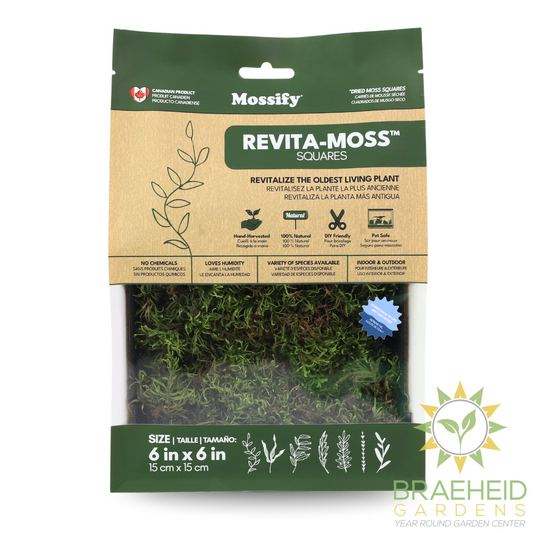 Natural Canadian Forest Moss - Revita-Moss (Pleurozium schreberi)