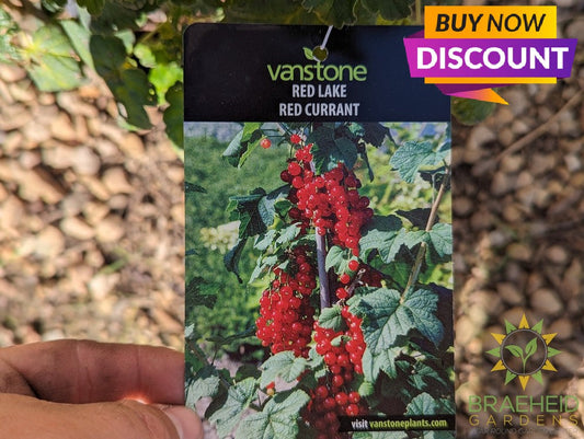 Ribes Red Lake Currant