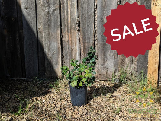 Buy Ribes Red Lake Currant an Edible Shrub in Grande Prairie Alberta - Braeheid Gardens Ltd.