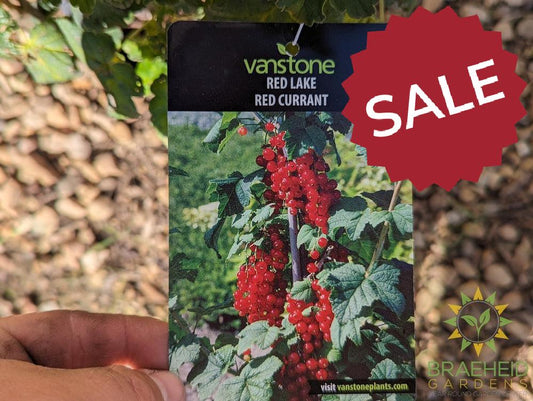 Buy Ribes Red Lake Currant an Edible Shrub in Grande Prairie Alberta - Braeheid Gardens Ltd.