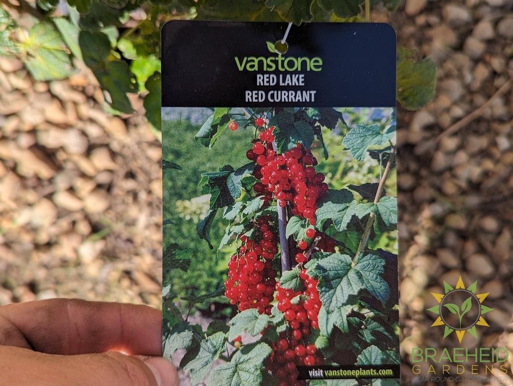Buy Ribes Red Lake Currant an Edible Shrub in Grande Prairie Alberta - Braeheid Gardens Ltd.