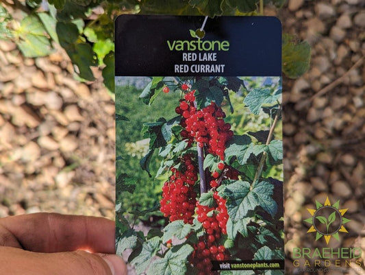 Buy Ribes Red Lake Currant an Edible Shrub in Grande Prairie Alberta - Braeheid Gardens Ltd.
