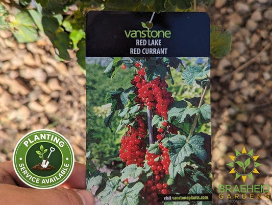 Buy Ribes Red Lake Currant an Edible Shrub in Grande Prairie Alberta - Braeheid Gardens Ltd.