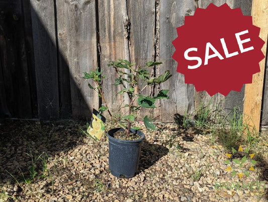 Buy Ribes White Pearl Currant an Edible Shrub in Grande Prairie Alberta - Braeheid Gardens Ltd.