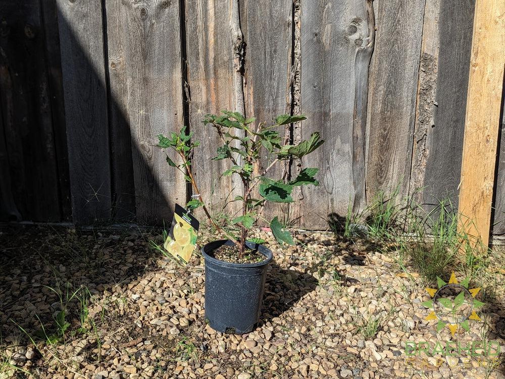 Buy Ribes White Pearl Currant an Edible Shrub in Grande Prairie Alberta - Braeheid Gardens Ltd.