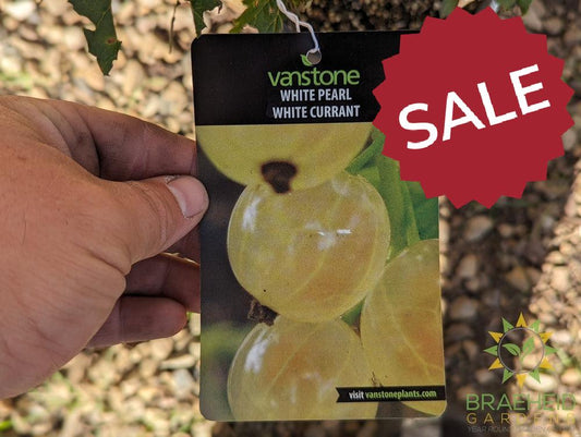 Buy Ribes White Pearl Currant an Edible Shrub in Grande Prairie Alberta - Braeheid Gardens Ltd.
