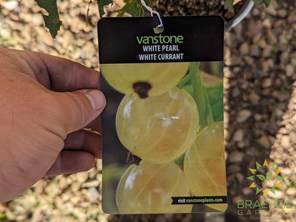 Buy Ribes White Pearl Currant an Edible Shrub in Grande Prairie Alberta - Braeheid Gardens Ltd.