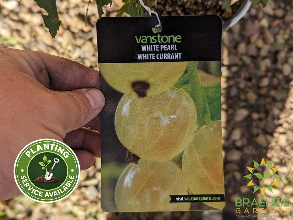 Buy Ribes White Pearl Currant an Edible Shrub in Grande Prairie Alberta - Braeheid Gardens Ltd.