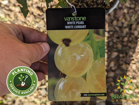 Buy Ribes White Pearl Currant an Edible Shrub in Grande Prairie Alberta - Braeheid Gardens Ltd.